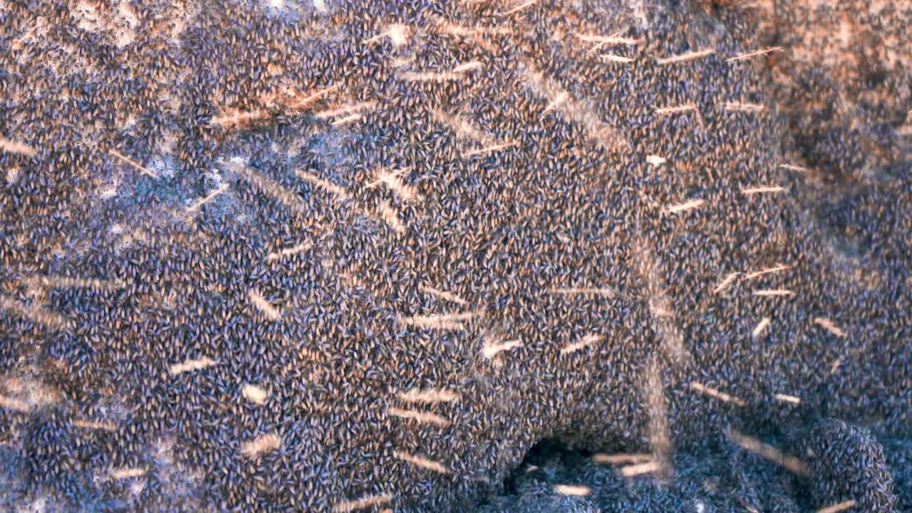 Brine flies swarm shaded rocks at the shore of Salt Lake in Utah