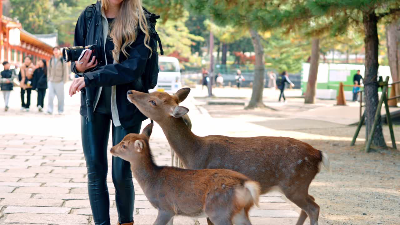 A blonde girl gently feeding baby deers in Nara Park, Japan.