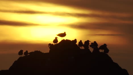 Las-Gaviotas-Se-Posan-Sobre-Una-Roca-Al-Atardecer-A-Lo-Largo-De-La-Costa-De-Oregón-1