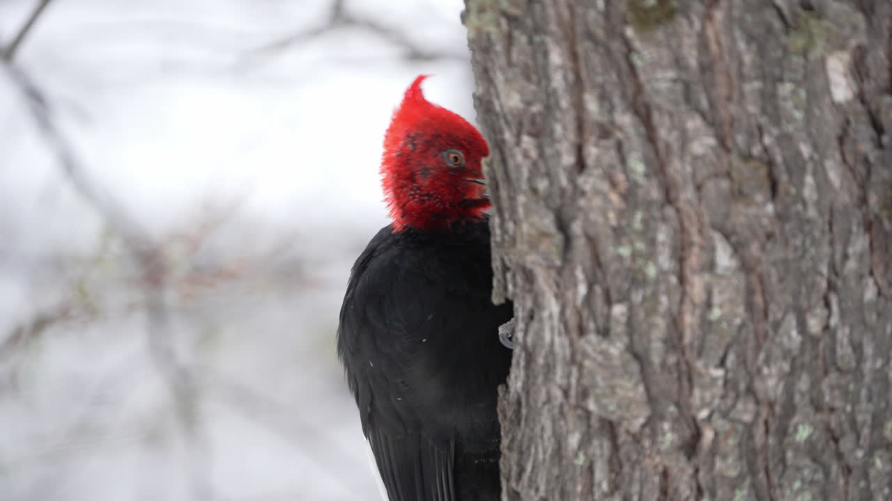 성인 수 마젤란 벌레 (camephilus magellanicus) 가 파타고니아 숲의 나무를 고 있다.