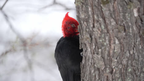 Macho-Adulto-De-Pájaro-Carpintero-Magallánico,-Campephilus-Magellanicus-Picoteando-Un-árbol-En-El-Bosque-Patagónico,-Vista-De-Cerca-En-Cámara-Lenta