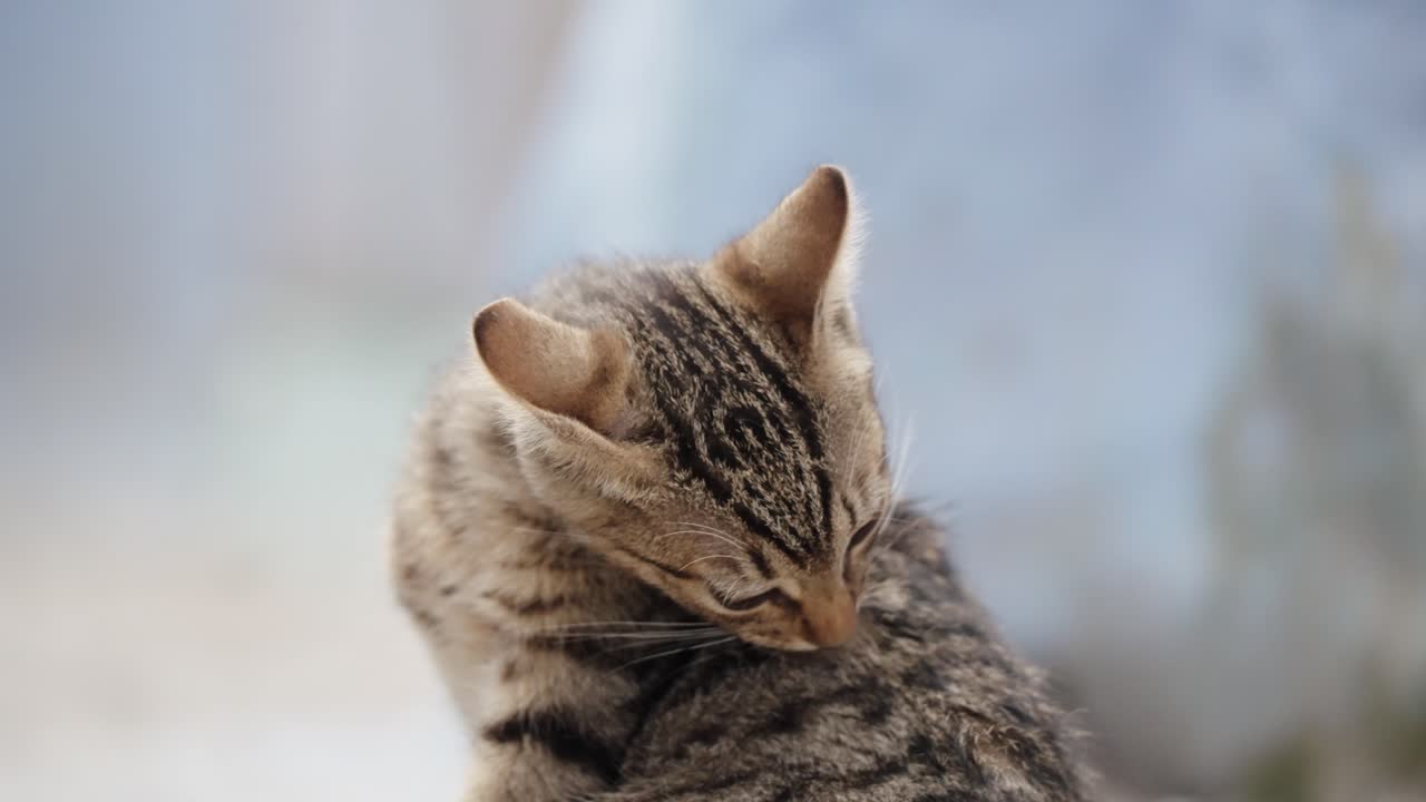 Gray Stripe Kitten Grooming Its Fur In Bokeh Background. Close-up Shot