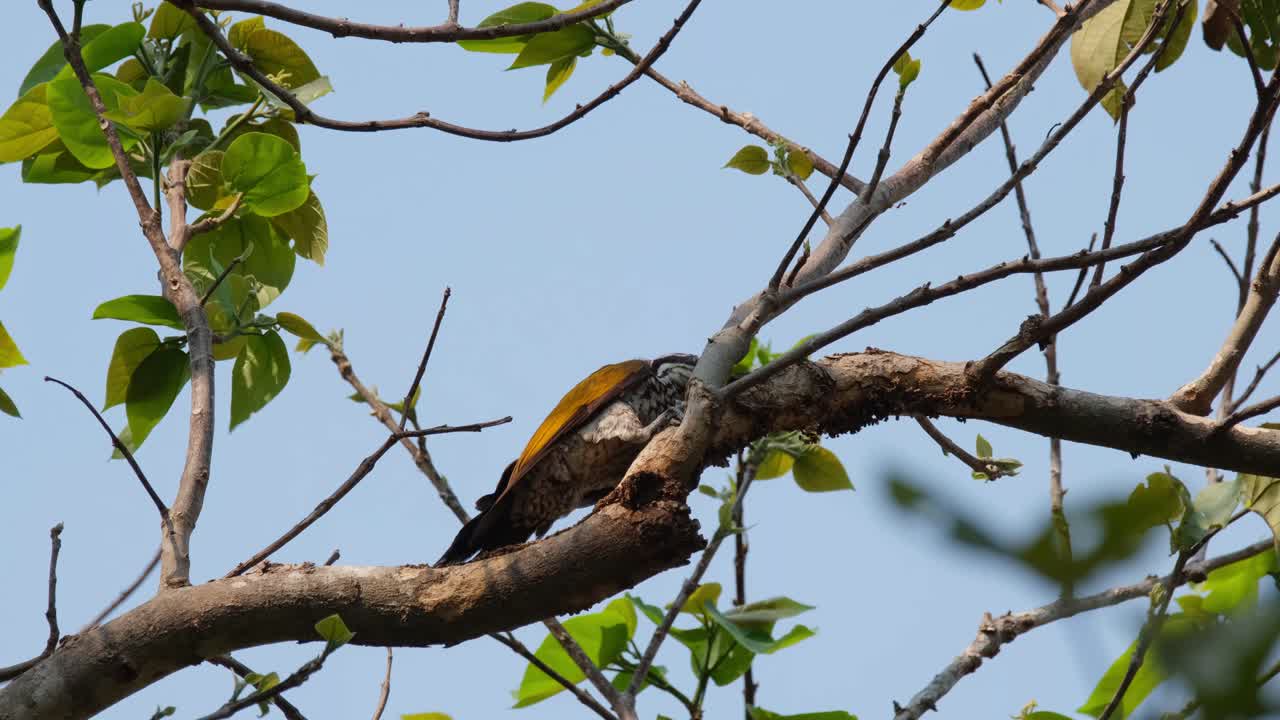 Greater Flameback, Chrysocolaptes Guttacristatus; relentlessly banging its bill so hard on the branch to extract more grubs during a windy afternoon in Huai Kha Kaeng Wildlife Sanctuary.
