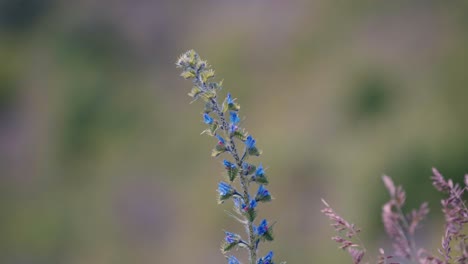 a single blue flower sways gently, captured in soft morning light.