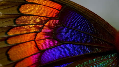 close-up of iridescent butterfly wing