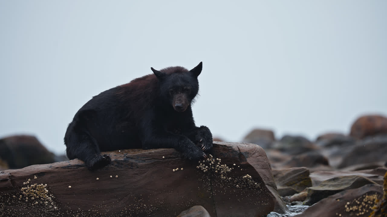 Ritratto di un orso nero americano su un fiume roccioso nell'Isola di Vancouver, Columbia Britannica, Canada. Ripresa statica.