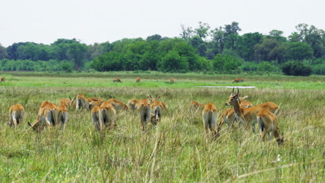 herd of lechwe grazing on the grassland in moremi game reserve, botswana