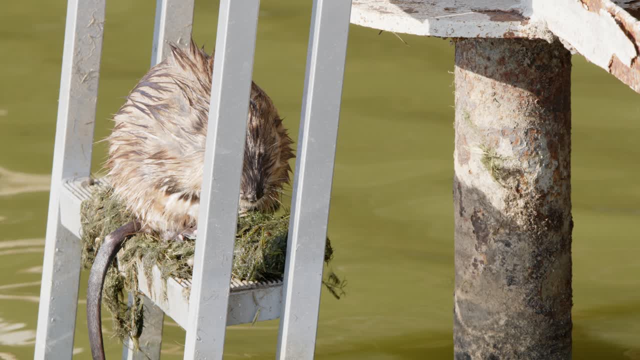 Closeup muskrat on dock ladder in northern lake eats aquatic weeds