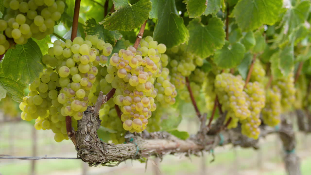 A vineyard with ripe green grapes ready for harvest