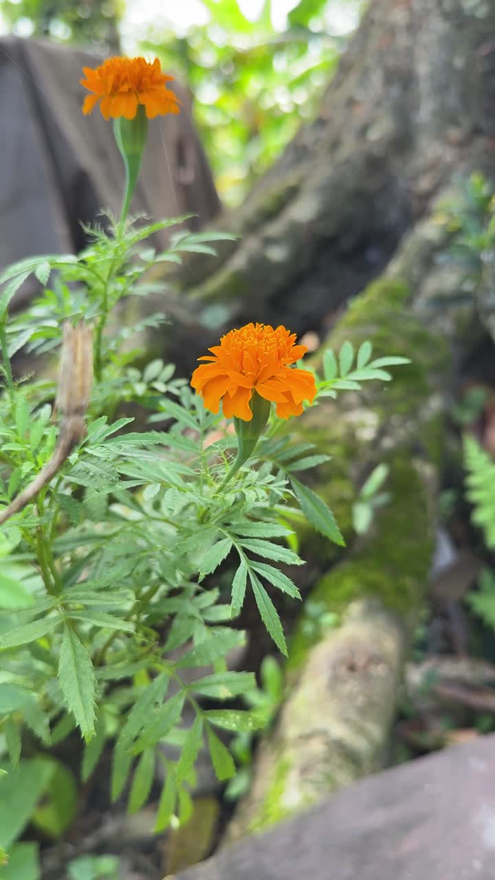 Vivaci fiori di calendula arancioni che sbocciano in un giardino.