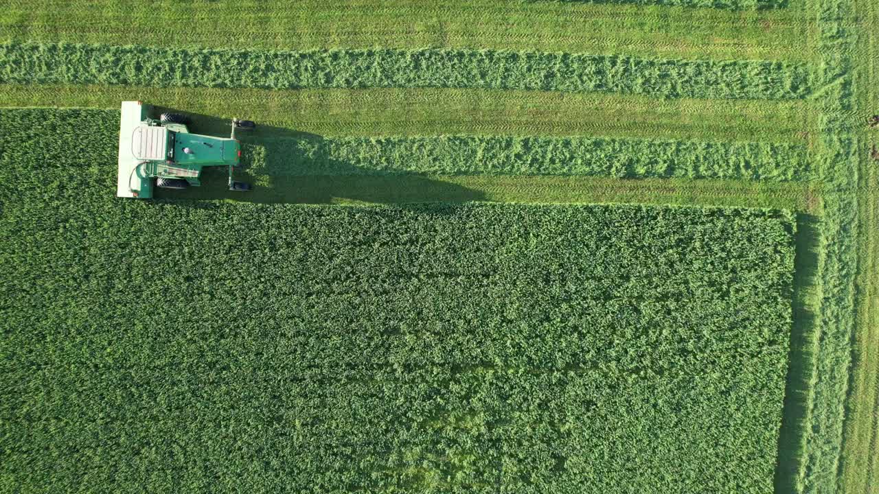 Nella contea di Door, WI, un contadino su un trattore John Deere, taglia il suo campo di erba medica a fine agosto-8