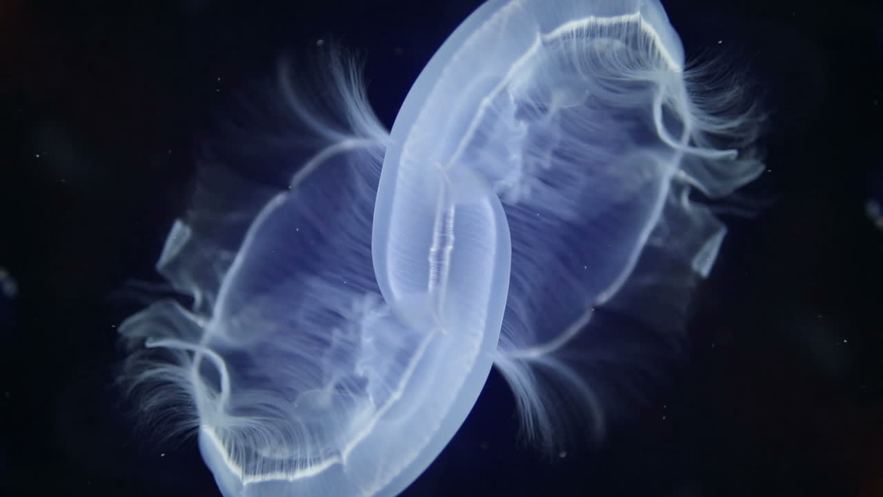 발렌시아 수족관 21