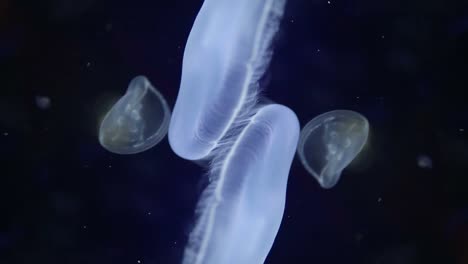 발렌시아 수족관 21