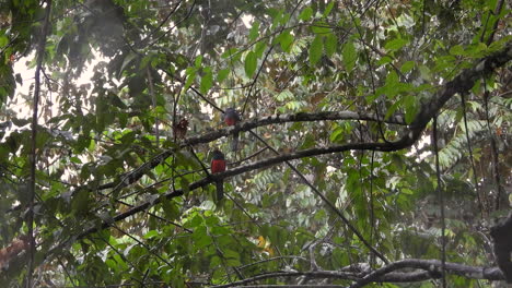 two trogons with red plumage on belly sits on branch in forest canopy in rain