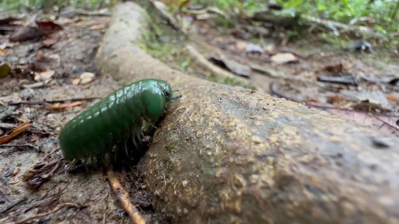Millepiedi gigante a palla verde smeraldo del Madagascar (Zoosphaerium neptunus) che si arrampica su una radice di albero nel Parco Nazionale di Mantadia