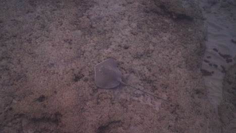 stingray known as reticulate whipray, honeycomb stingray, himantura uarnak