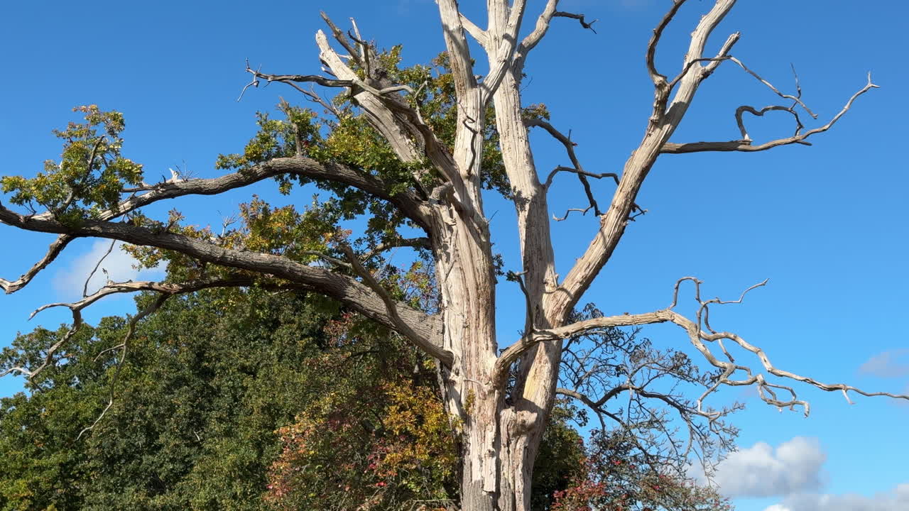 The bare trunk, limbs and branches of a dead tree set against trees in full leaf on a bright autumn day with blue sky and white fluffy clouds, Worcestershire, England