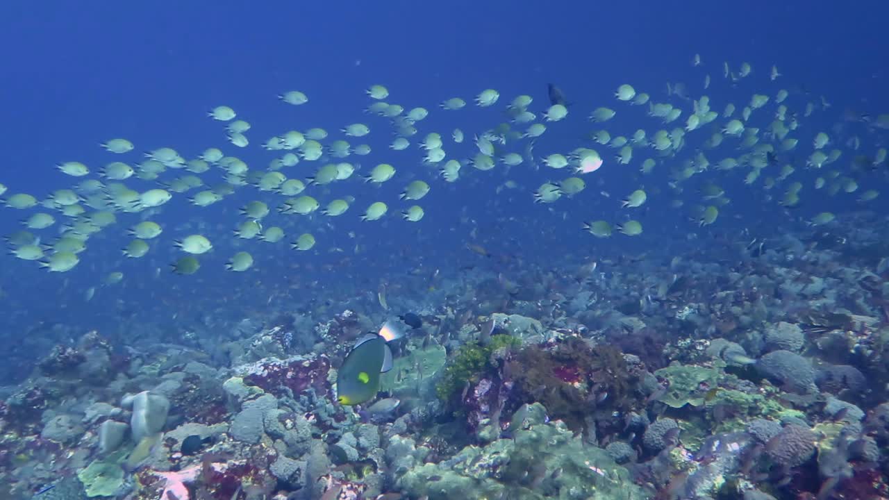 Small tropical fish swimming in a wave like formation above a coral reef