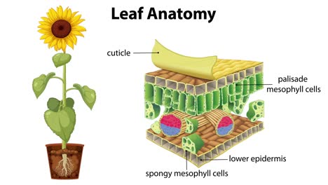 detailed illustration of leaf anatomy and structure