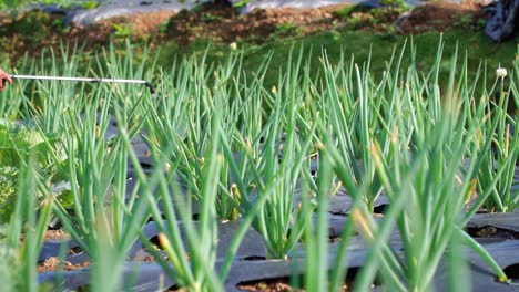 Slow-motion-shot-of-farmer-spraying-fertilizer-on-leeks-plant