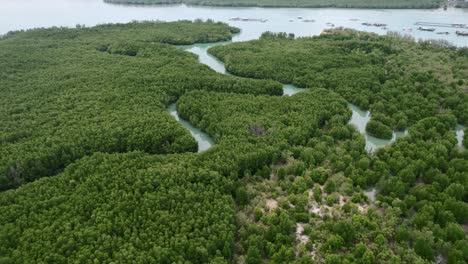 tropical green curved mangrove river forest on island in thailand, aerial