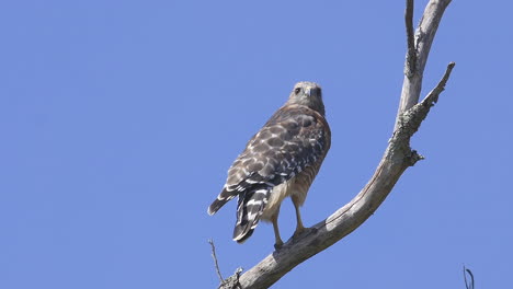 Red-shouldered-hawk-perched-on-a-branch