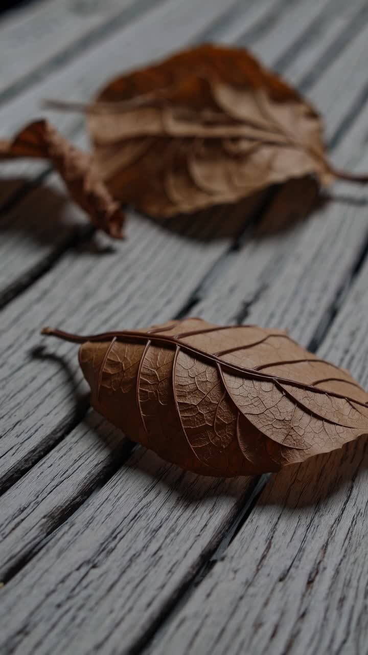 Close-up video shot of dried leaves on rustic wooden planks. Captures texture and detail from a low
