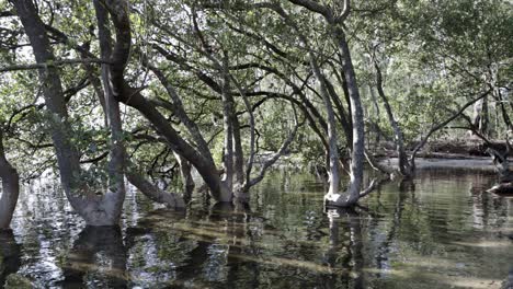 árboles de mangle en moona moona creek en el parque nacional jervis bay australia, disparo cerrado