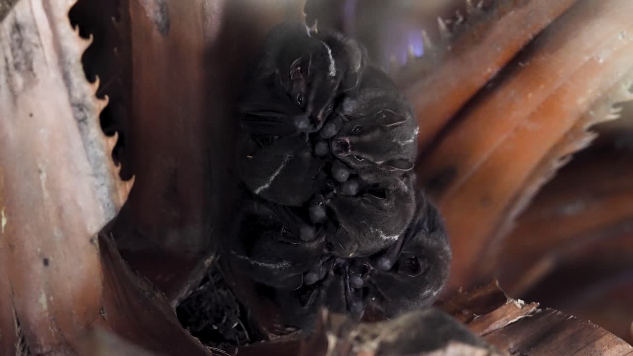 Bats Grooming While Hanging Upside Down — Natural Behavior