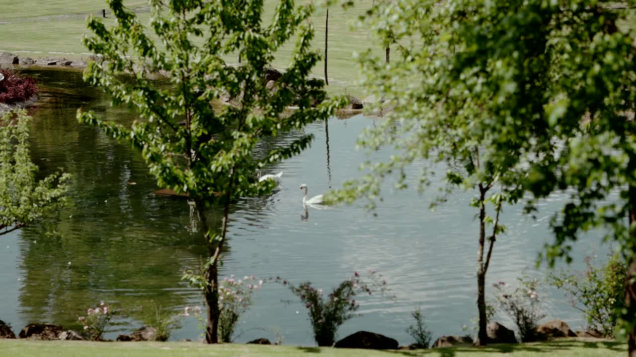 peaceful pond view through green trees with a distant swan gliding across still water