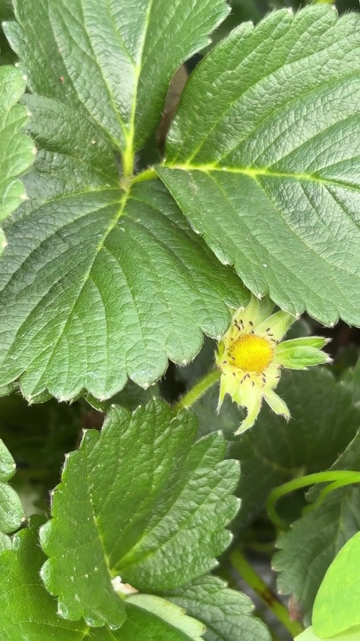 Close-up of a Strawberry Flower Blooming in a Garden