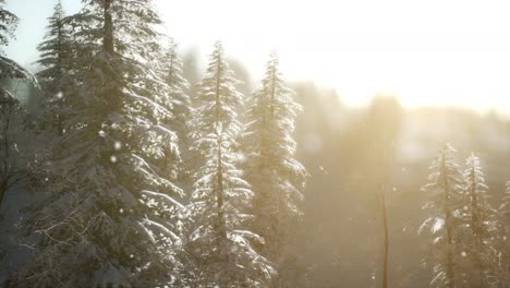 Herrliche-Weihnachtsszene-Im-Bergwald.-Bunter-Wintersonnenaufgang