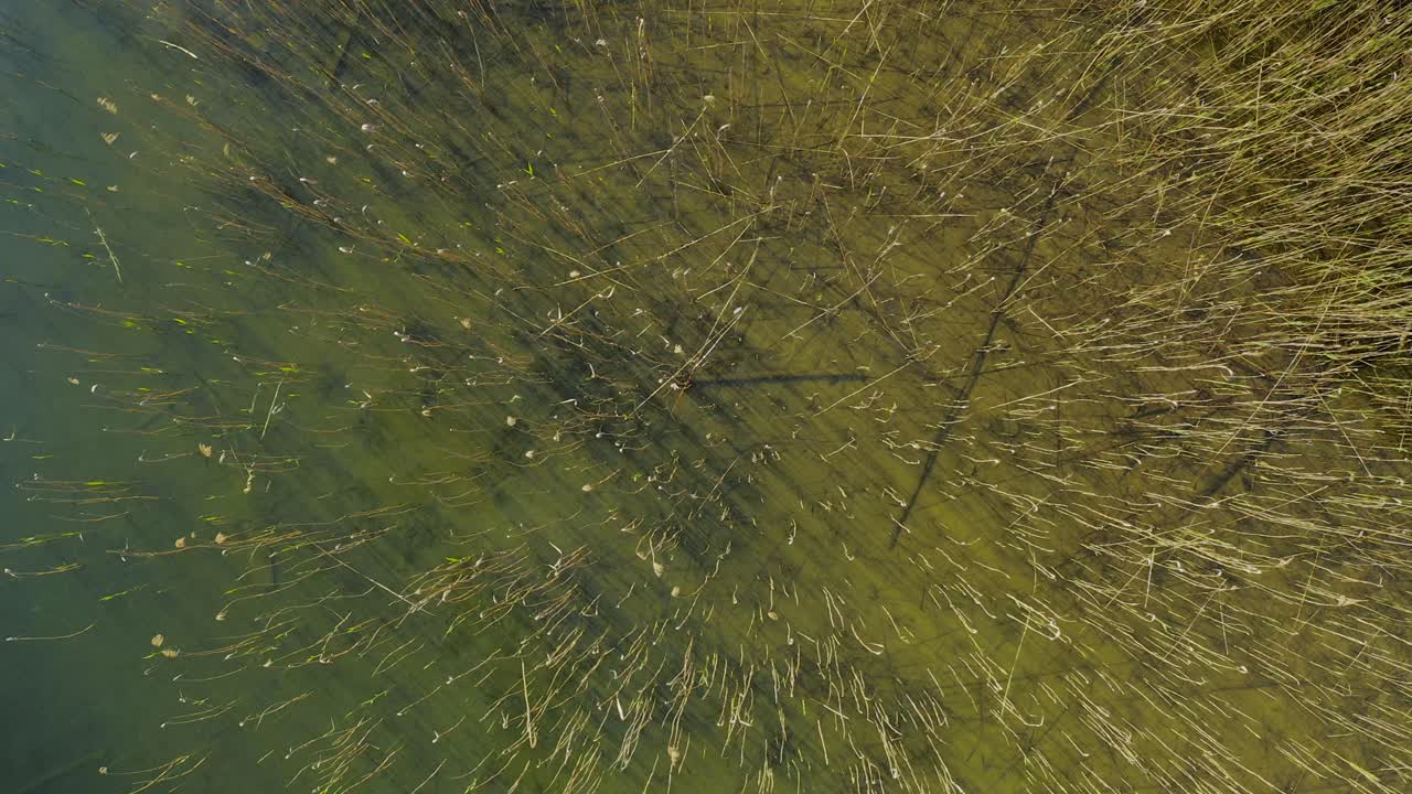 vista aérea de tallos de caña secos en el agua