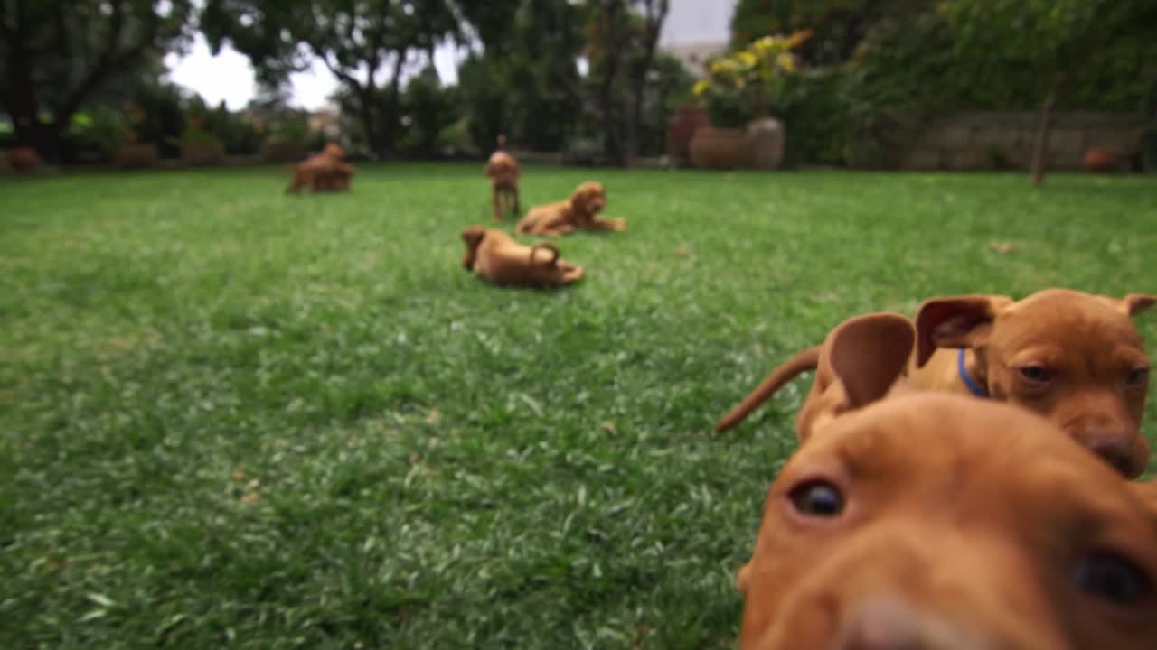 unos cachorritos de vizsla quieren jugar con la camara corriendo y tratando de morderla