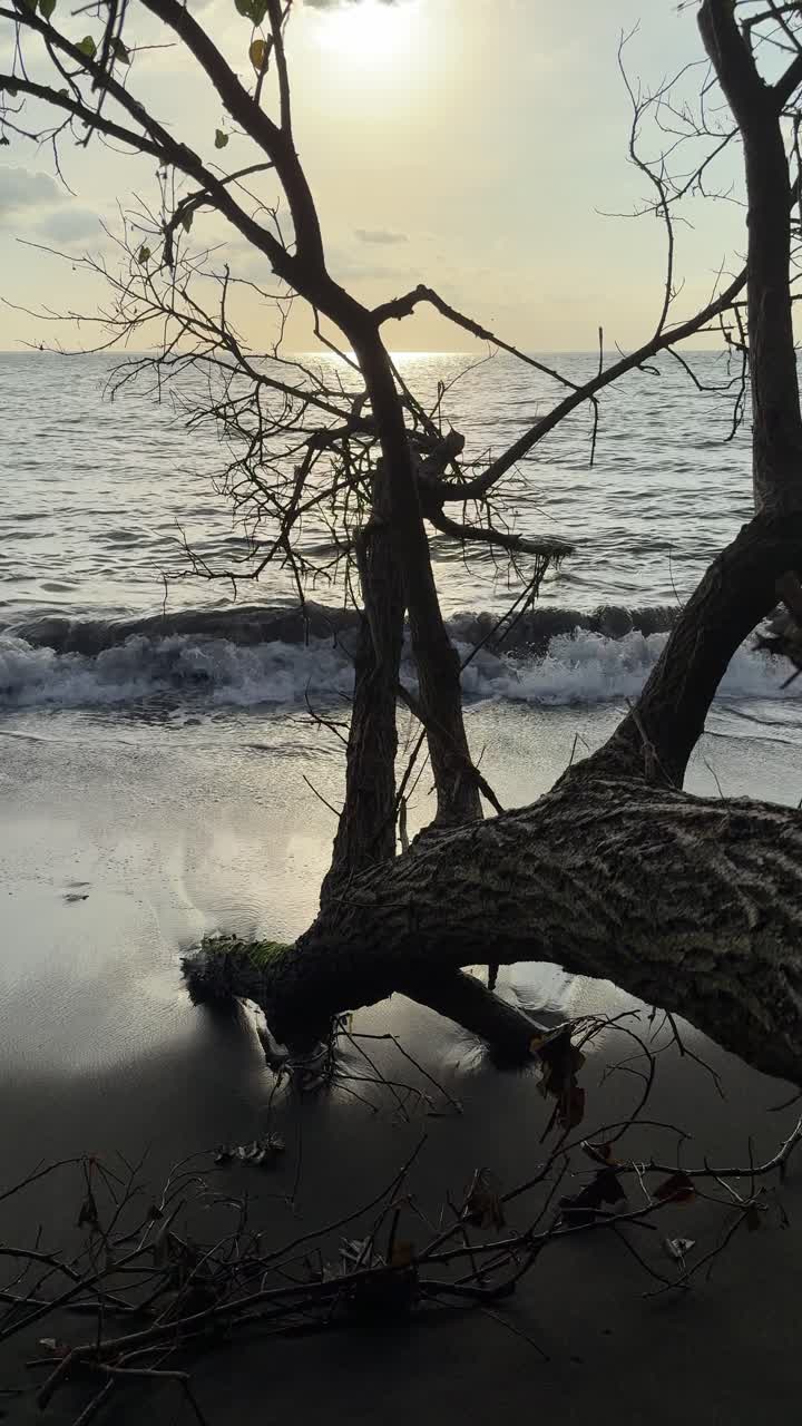 Rami d'albero in silhouette su una spiaggia tranquilla al tramonto.