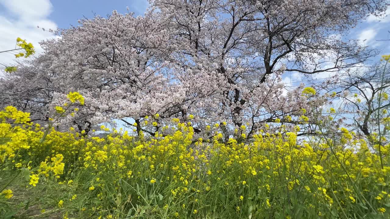 Wide open locked off shot over canola flowers and cherry blossoms in Japan