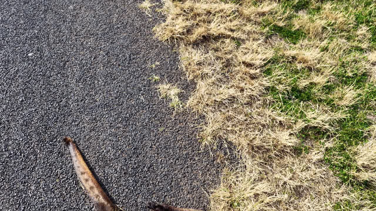 Drone footage moves steadily over a paved road toward a dead kangaroo lying partially on grass, under bright daylight in a rural setting