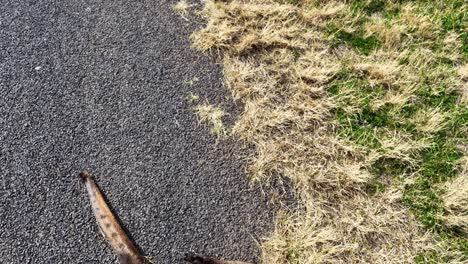 drone footage moves steadily over a paved road toward a dead kangaroo lying partially on grass, under bright daylight in a rural setting