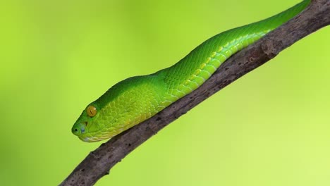la víbora de labios blancos es una víbora venenosa endémica del sudeste asiático y a menudo se encuentra durante la noche esperando en una rama o rama de un árbol cerca de un cuerpo de agua con muchos alimentos