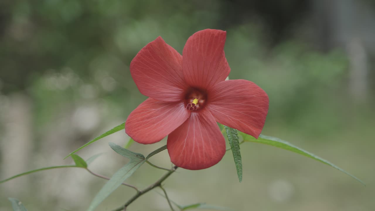 las flores de la rosa roja de china florecieron en el árbol