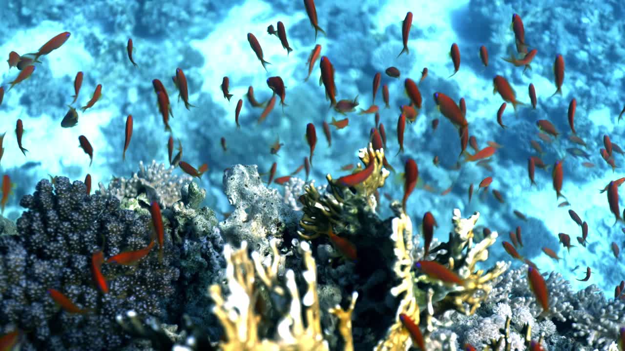 Massive school of Lyretail Anthias (Pseudanthias squamipinnis), locally known as "Sea Goldies," which are endemic of the Red Sea