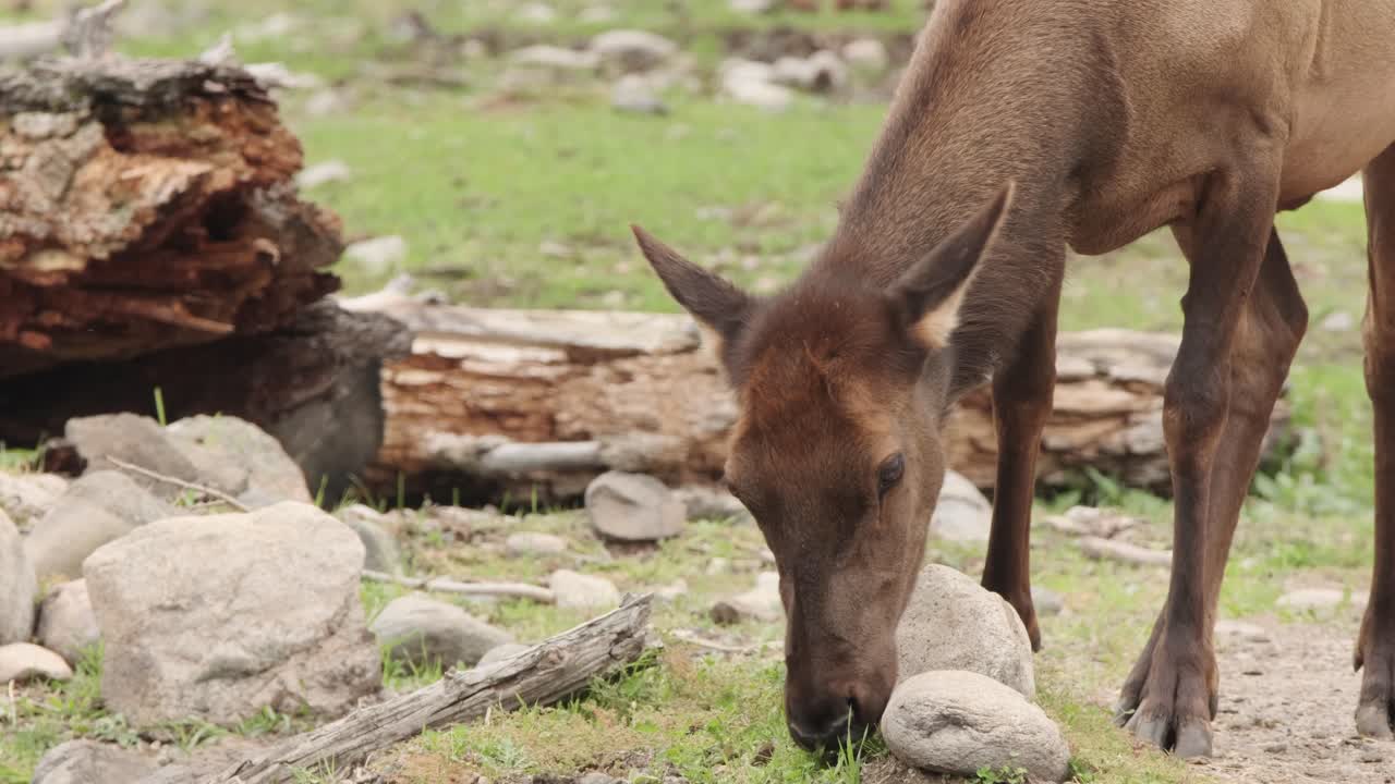 푸른 잔디에 건강한 여성 와피티 엘크 grazes