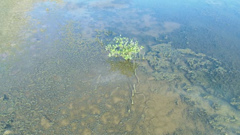 small plant grown in sea water left for drying in hon khoi salt fields located in nha trang, vietnam