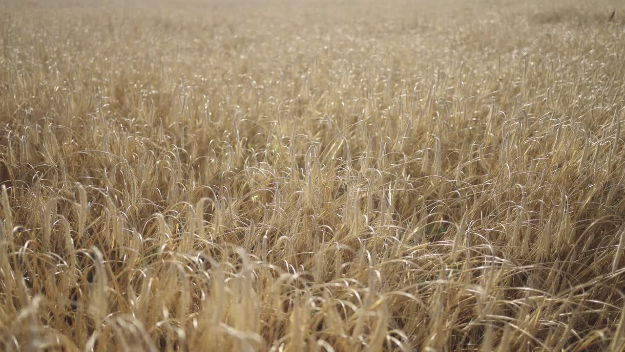 пшеничное поле в золотом утреннем свете