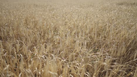 wheat field in golden morning light