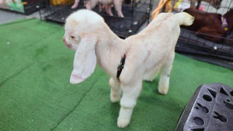 a playful baby goat wanders on a green carpet in a bustling bangkok market, captured with vibrant lighting and dynamic camera angles