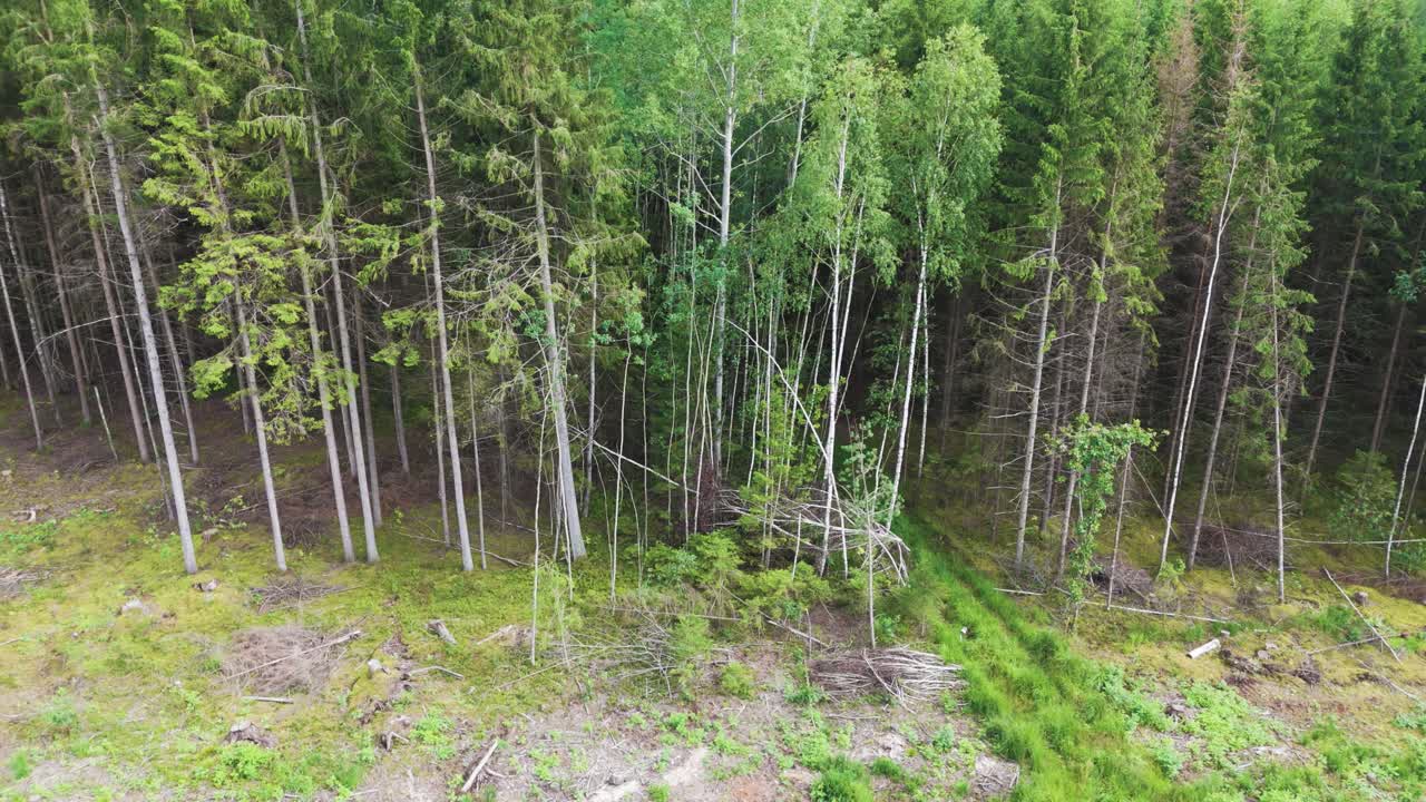 Dense and deep forest, low angle aerial side view