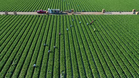 Excelente-Antena-De-Vastos-Campos-De-Cultivo-Comercial-De-California-Con-Trabajadores-Agrícolas-Mexicanos-Inmigrantes-Migrantes-Recogiendo-Cultivos-3