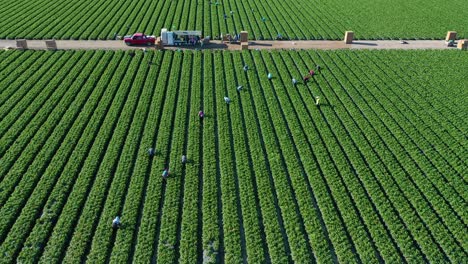 excelente antena de vastos campos agrícolas comerciales de california con trabajadores agrícolas inmigrantes inmigrantes mexicanos recogiendo cultivos 3