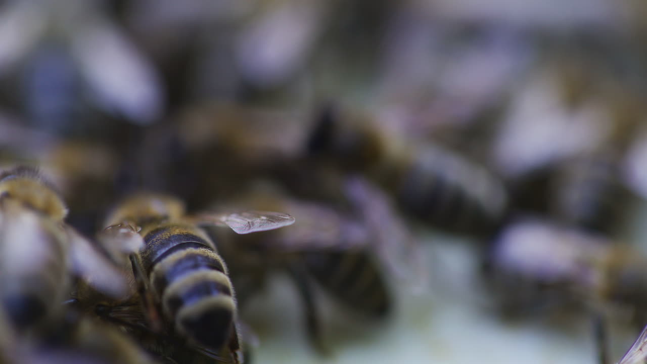primer plano de las abejas de carniola que trabajan
